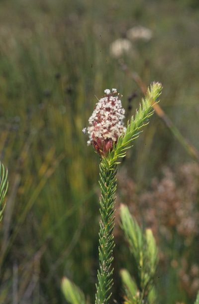 Sorocephalus imbricatus, photographed by Tom Lloyd Evans