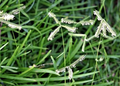 Dactyloctenium australe, photographed by Dave Brown