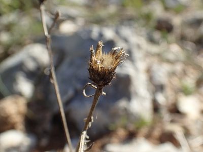 Centaurea paniculata, photographed by Julien Renoult
