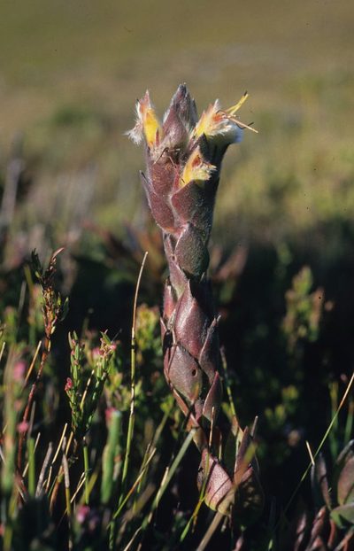 Mimetes palustris, photographed by Tom Lloyd Evans