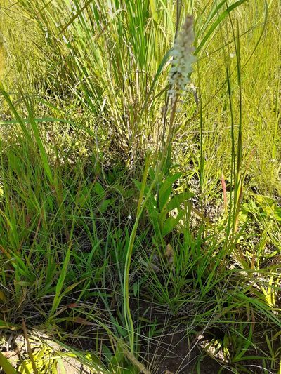 Kniphofia buchananii, photographed by grabbarg