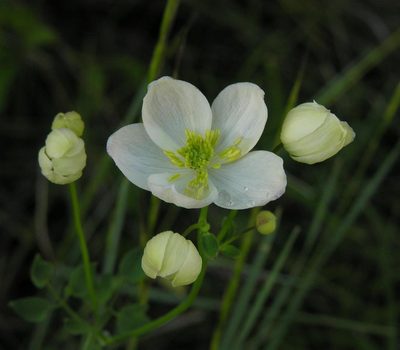Thalictrum tuberosum, photographed by Todd Boland