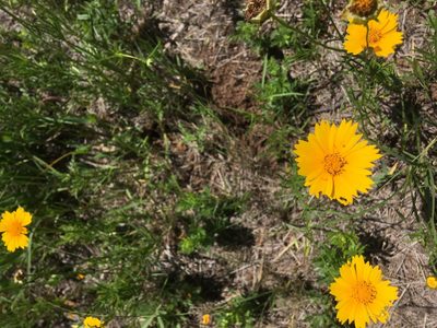 Coreopsis grandiflora, photographed by Emily Geest