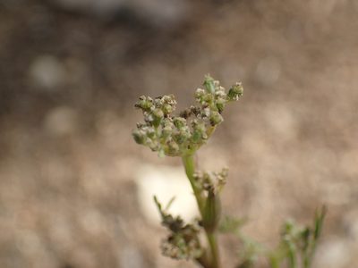Seseli montanum, photographed by Julien Renoult