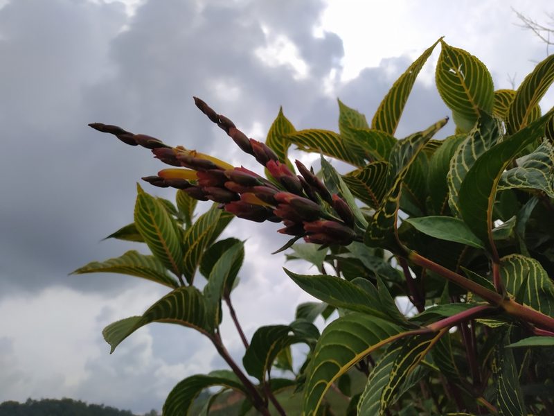 Sanchezia parvibracteata, photographed by DANIEL ALEJANDRO CHICA BOTERO
