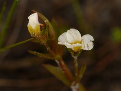 Gratiola ramosa, photographed by Mike Ostrowski