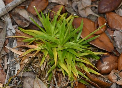 Paepalanthus anceps, photographed by Mike Ostrowski