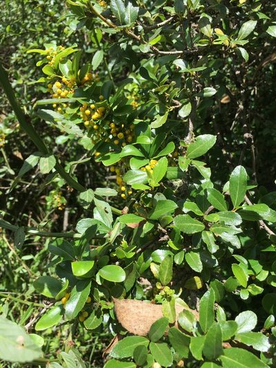 Berberis hallii, photographed by David Parra Puente
