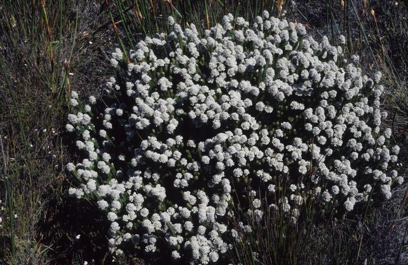 Sorocephalus clavigerus, photographed by Tom Lloyd Evans