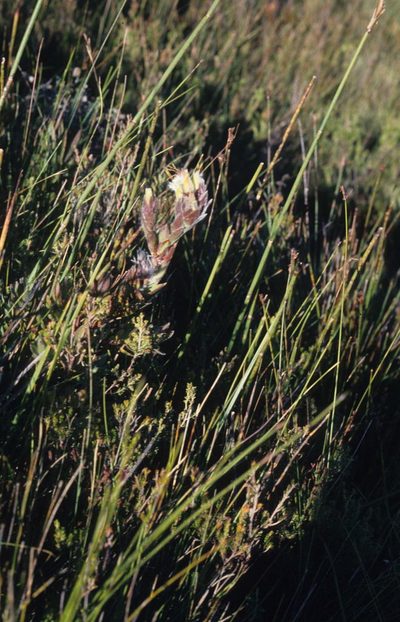 Mimetes palustris, photographed by Tom Lloyd Evans