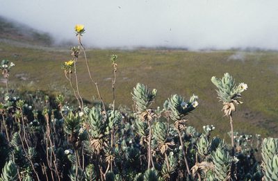 Ursinia eckloniana, photographed by Tom Lloyd Evans
