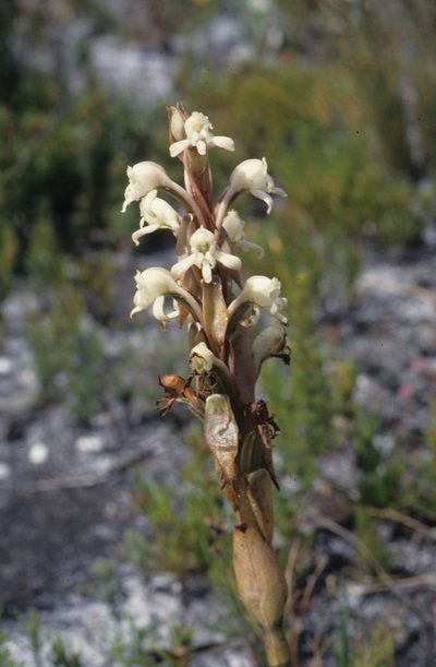 Satyrium candidum, photographed by Tom Lloyd Evans