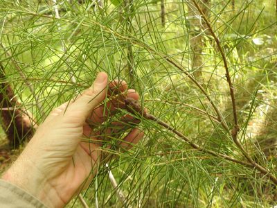 Hakea actites, photographed by Greg Tasney