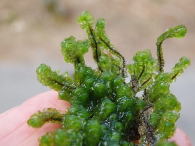 Scapania undulata, photographed by Carminda Santos