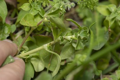 Theligonum cynocrambe, photographed by Eleftherios Katsillis