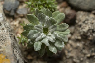 Filago pygmaea, photographed by Eleftherios Katsillis