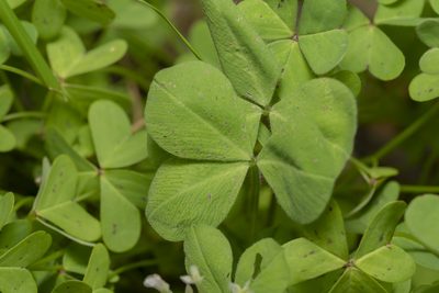 Trifolium clypeatum, photographed by Eleftherios Katsillis