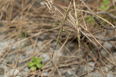 Andropogon distachyos, photographed by Eleftherios Katsillis