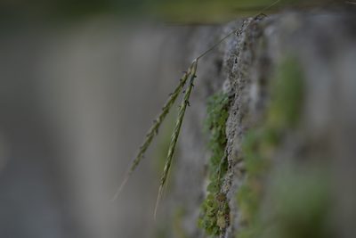 Andropogon distachyos, photographed by Eleftherios Katsillis