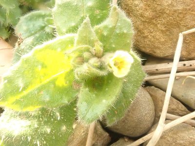 Nonea lutea, photographed by John Lyden