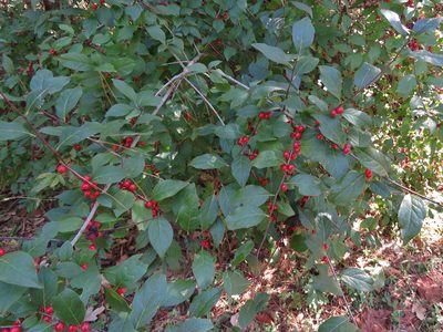Ilex ambigua, photographed by Annika Lindqvist