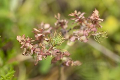 Euphorbia aleppica, photographed by Eleftherios Katsillis