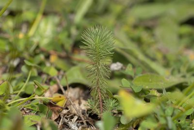 Euphorbia aleppica, photographed by Eleftherios Katsillis