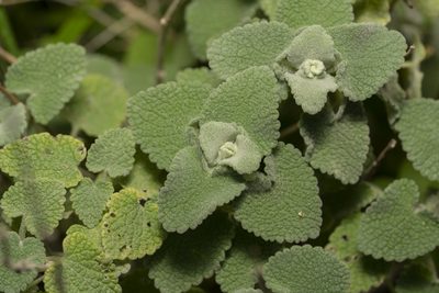 Pseudodictamnus acetabulosus, photographed by Eleftherios Katsillis