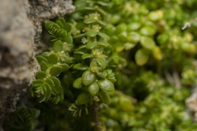 Valantia muralis, photographed by Eleftherios Katsillis