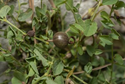 Aristolochia parvifolia, photographed by Eleftherios Katsillis