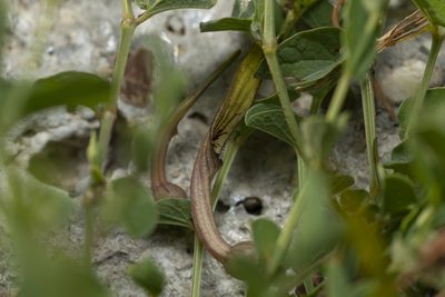 Aristolochia parvifolia, photographed by Eleftherios Katsillis