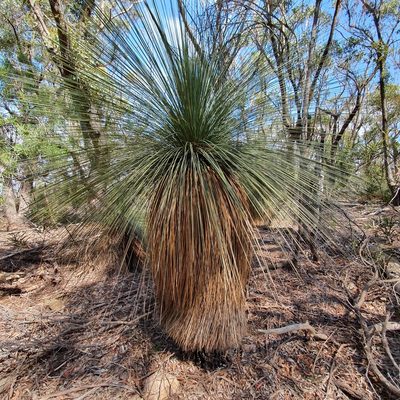 Xanthorrhoea glauca, photographed by ronavery