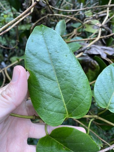 Parsonsia largiflorens, photographed by Greg Tasney