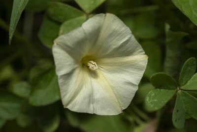 Convolvulus scammonia, photographed by Eleftherios Katsillis