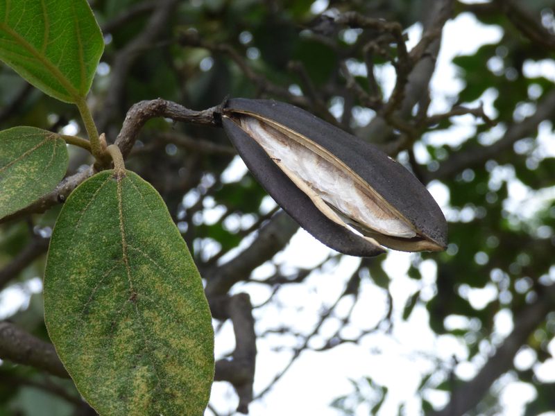 Delostoma integrifolium, photographed by sandy-espinozaf