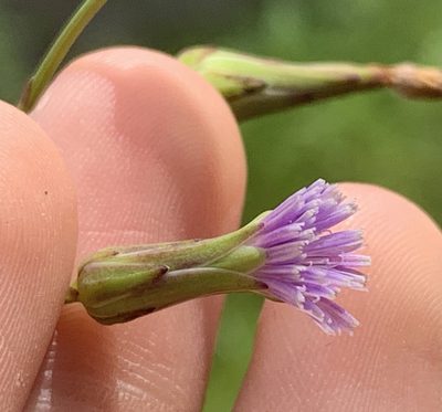 Lactuca graminifolia, photographed by natalie