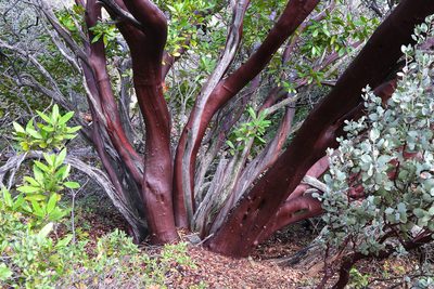 Arctostaphylos obispoensis, photographed by paulexcoff