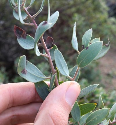 Arctostaphylos obispoensis, photographed by paulexcoff
