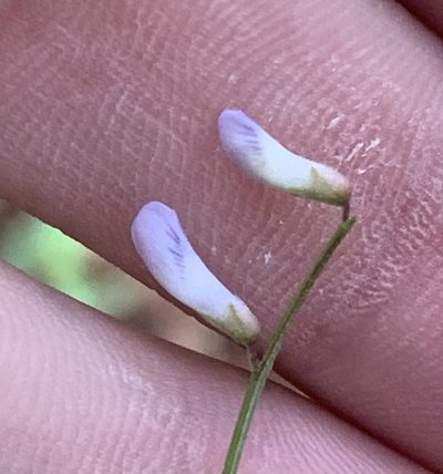 Vicia acutifolia, photographed by natalie