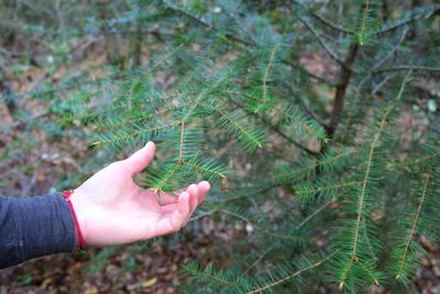Abies bracteata, photographed by paulexcoff