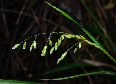 Anthoxanthum occidentale, photographed by paulexcoff