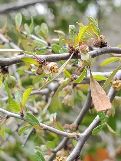 Prunus minutiflora, photographed by Jo Roberts
