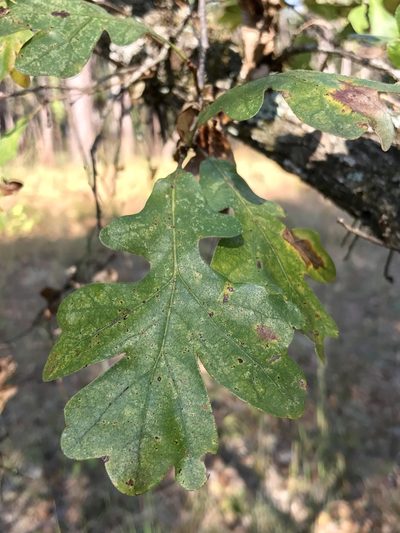 Quercus similis, photographed by Laura Clark