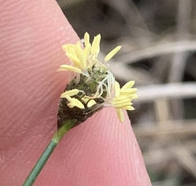 Fuirena scirpoidea, photographed by natalie