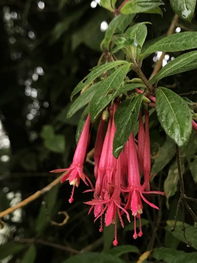 Fuchsia hirtella, photographed by Nicolás Baresch Uribe