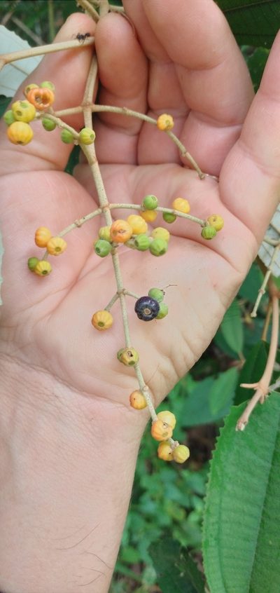 Miconia cinerascens, photographed by Edson Luis Fabro Gasperin
