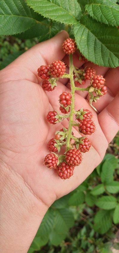 Rubus sellowii, photographed by Edson Luis Fabro Gasperin