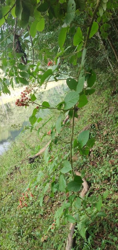 Rubus sellowii, photographed by Edson Luis Fabro Gasperin