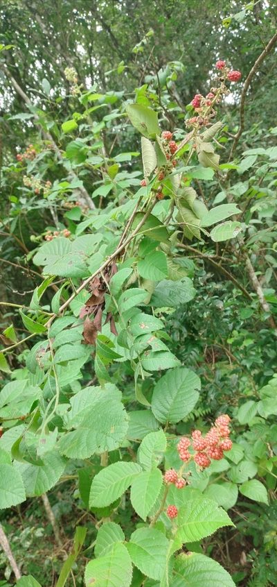 Rubus sellowii, photographed by Edson Luis Fabro Gasperin