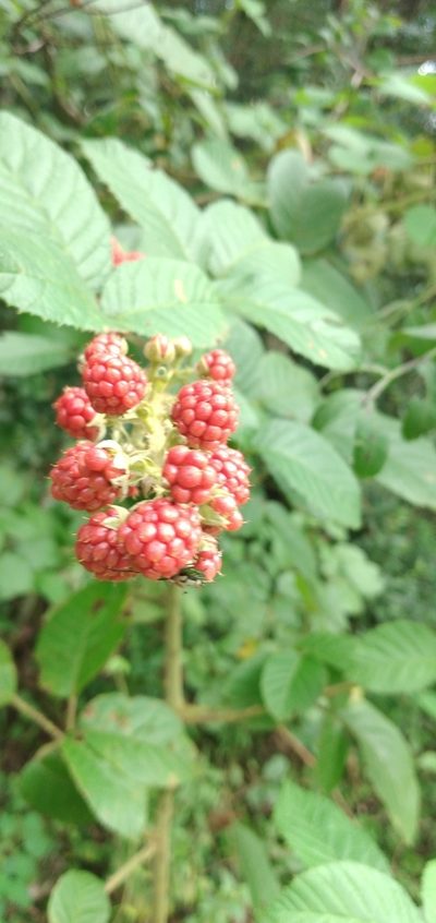 Rubus sellowii, photographed by Edson Luis Fabro Gasperin